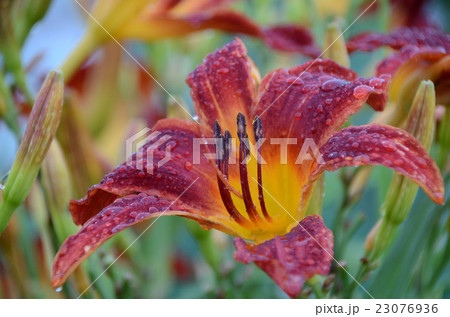 雨に濡れるノカンゾウ・野萱草の花 23076936