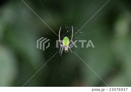蜘蛛、サツマノミダマシ・薩摩の実騙し 蜘蛛、サツマノミダマシ・薩摩の実騙し 23076937