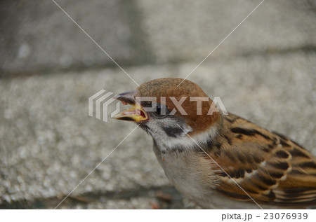 親離れしたばかりのスズメ・雀 親離れしたばかりのスズメ・雀 23076939