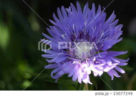 木漏れ日のストケシア 23077249