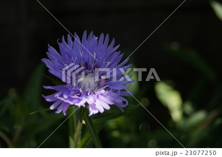 木漏れ日のストケシア 23077250