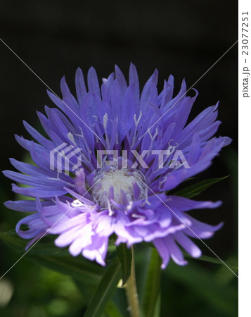 木漏れ日のストケシア 23077251