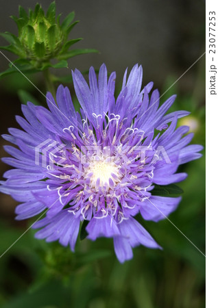 木漏れ日のストケシア 23077253