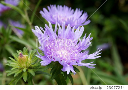 木漏れ日のストケシア 23077254