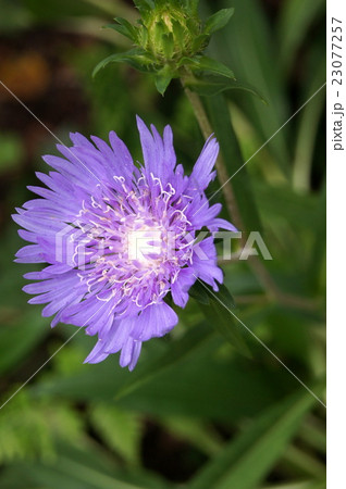 木漏れ日のストケシア 23077257