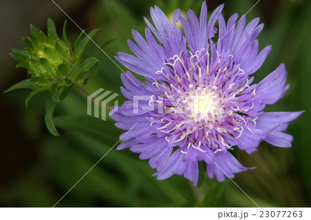 木漏れ日のストケシア 23077263