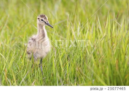 Juvenile black-tailed godwit (Limosa limosa) Juvenile black-tailed godwit (Limosa limosa) 23077465