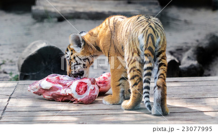 young Siberian tiger young Siberian tiger 23077995