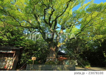熱田神宮の大楠　 23078100