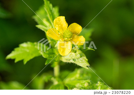 オオダイコンソウ。藻岩山にて。6月 23078220