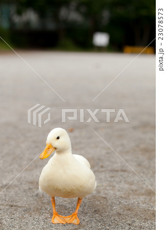 公園で遊ぶコールダック 23078573