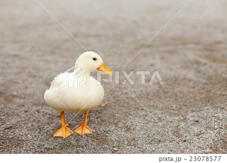 公園で遊ぶコールダック 23078577