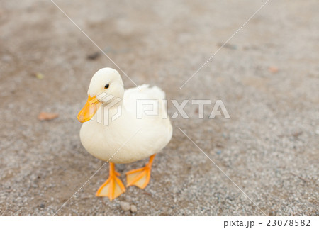 公園で遊ぶコールダック 23078582