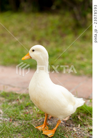 公園で遊ぶコールダック 23078593