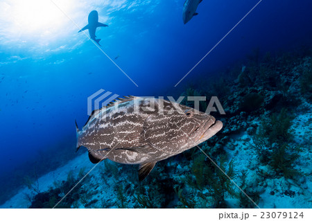 Big grouper close up and reef shark on background Big grouper close up and reef shark on background 23079124