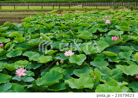 岡山後楽園の井田の蓮の花と蕾 岡山後楽園の井田の蓮の花と蕾 23079623