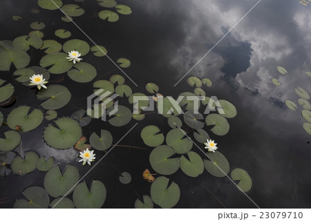 ヒツジグサが咲く初夏の一沼 ヒツジグサが咲く初夏の一沼 23079710