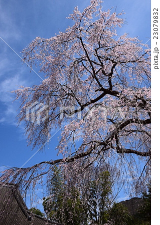 浄専寺 原田家のしだれ桜 宮崎県西臼杵郡五ヶ瀬町 の写真素材