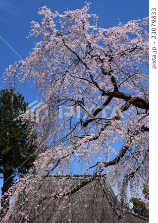 浄専寺・原田家のしだれ桜 （宮崎県西臼杵郡五ヶ瀬町） 23079833