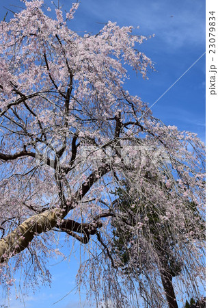 浄専寺・原田家のしだれ桜 (宮崎県西臼杵郡五ヶ瀬町) 浄専寺・原田家のしだれ桜 (宮崎県西臼杵郡五ヶ瀬町) 23079834