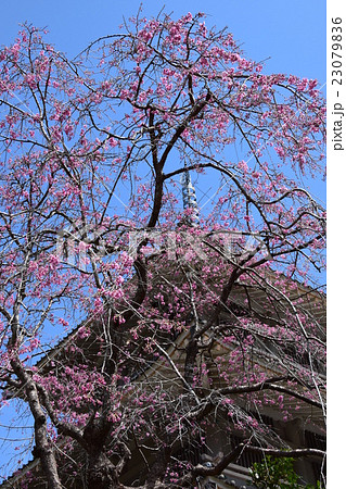 浄専寺・原田家のしだれ桜 （宮崎県西臼杵郡五ヶ瀬町） 23079836