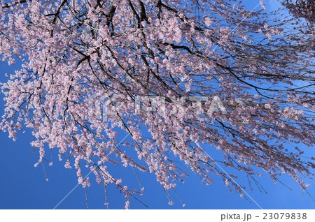浄専寺・原田家のしだれ桜 (宮崎県西臼杵郡五ヶ瀬町) 浄専寺・原田家のしだれ桜 (宮崎県西臼杵郡五ヶ瀬町) 23079838