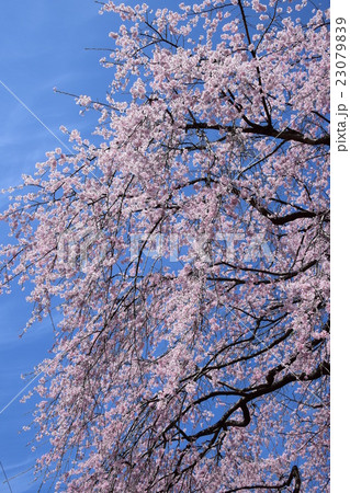 浄専寺 原田家のしだれ桜 宮崎県西臼杵郡五ヶ瀬町 の写真素材