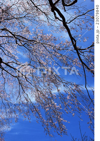 浄専寺・原田家のしだれ桜 (宮崎県西臼杵郡五ヶ瀬町) 浄専寺・原田家のしだれ桜 (宮崎県西臼杵郡五ヶ瀬町) 23079840