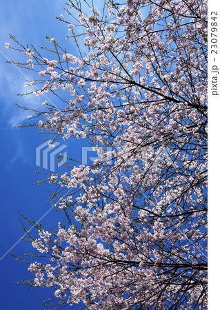 浄専寺・原田家のしだれ桜 (宮崎県西臼杵郡五ヶ瀬町) 浄専寺・原田家のしだれ桜 (宮崎県西臼杵郡五ヶ瀬町) 23079842