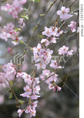 浄専寺・原田家のしだれ桜 （宮崎県西臼杵郡五ヶ瀬町） 23079843