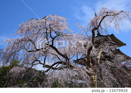 浄専寺・原田家のしだれ桜 （宮崎県西臼杵郡五ヶ瀬町） 23079926