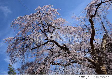 浄専寺 原田家のしだれ桜 宮崎県西臼杵郡五ヶ瀬町 の写真素材