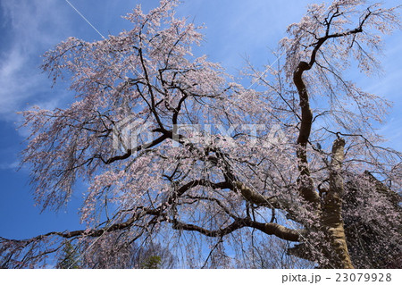 浄専寺・原田家のしだれ桜 (宮崎県西臼杵郡五ヶ瀬町) 浄専寺・原田家のしだれ桜 (宮崎県西臼杵郡五ヶ瀬町) 23079928