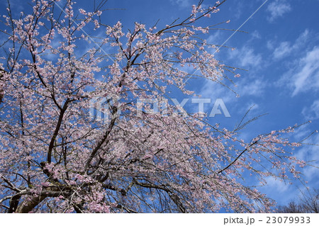 浄専寺・原田家のしだれ桜 （宮崎県西臼杵郡五ヶ瀬町） 23079933