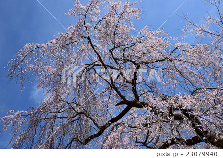 浄専寺・原田家のしだれ桜 (宮崎県西臼杵郡五ヶ瀬町) 浄専寺・原田家のしだれ桜 (宮崎県西臼杵郡五ヶ瀬町) 23079940