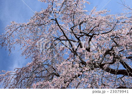 浄専寺・原田家のしだれ桜 （宮崎県西臼杵郡五ヶ瀬町） 23079941