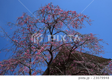 浄専寺・原田家のしだれ桜 (宮崎県西臼杵郡五ヶ瀬町) 浄専寺・原田家のしだれ桜 (宮崎県西臼杵郡五ヶ瀬町) 23079948