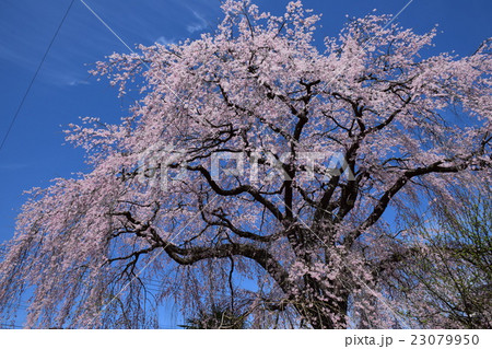 浄専寺 原田家のしだれ桜 宮崎県西臼杵郡五ヶ瀬町 の写真素材