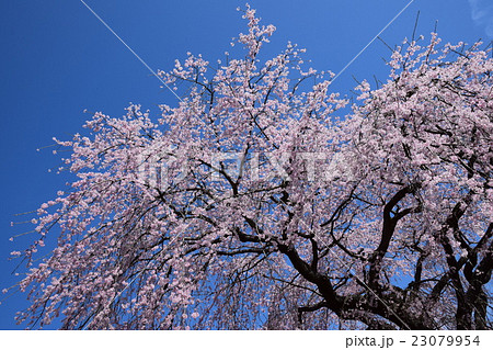 浄専寺・原田家のしだれ桜 （宮崎県西臼杵郡五ヶ瀬町） 23079954