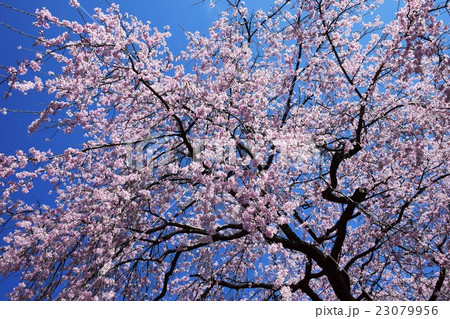 浄専寺 原田家のしだれ桜 宮崎県西臼杵郡五ヶ瀬町 の写真素材