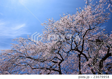 浄専寺・原田家のしだれ桜 (宮崎県西臼杵郡五ヶ瀬町) 浄専寺・原田家のしだれ桜 (宮崎県西臼杵郡五ヶ瀬町) 23079958