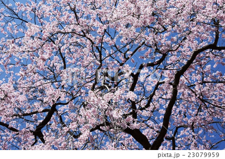 浄専寺・原田家のしだれ桜 （宮崎県西臼杵郡五ヶ瀬町） 23079959