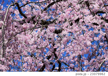 浄専寺・原田家のしだれ桜 （宮崎県西臼杵郡五ヶ瀬町） 23079962