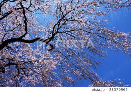 浄専寺 原田家のしだれ桜 宮崎県西臼杵郡五ヶ瀬町 の写真素材