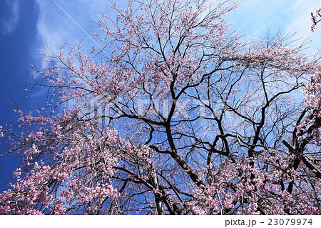 浄専寺・原田家のしだれ桜 (宮崎県西臼杵郡五ヶ瀬町) 浄専寺・原田家のしだれ桜 (宮崎県西臼杵郡五ヶ瀬町) 23079974