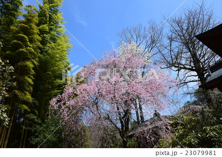 浄専寺・原田家のしだれ桜 （宮崎県西臼杵郡五ヶ瀬町） 23079981