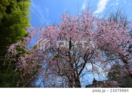 浄専寺・原田家のしだれ桜 (宮崎県西臼杵郡五ヶ瀬町) 浄専寺・原田家のしだれ桜 (宮崎県西臼杵郡五ヶ瀬町) 23079984