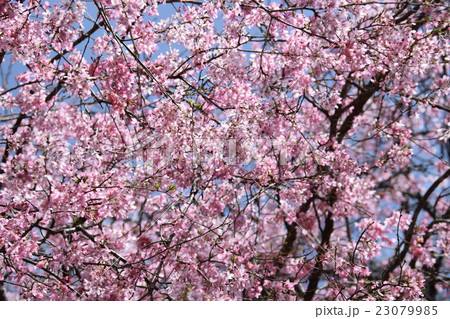 浄専寺・原田家のしだれ桜 （宮崎県西臼杵郡五ヶ瀬町） 23079985