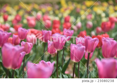 中川チューリップの里 (宮崎県西臼杵郡日之影町) 中川チューリップの里 (宮崎県西臼杵郡日之影町) 23080238