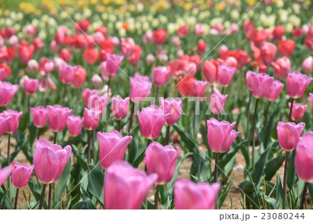中川チューリップの里 (宮崎県西臼杵郡日之影町) 中川チューリップの里 (宮崎県西臼杵郡日之影町) 23080244